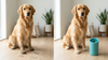 Before and after view of a muddy dog paw cleaned with Mivella PawClean