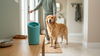 Golden retriever arriving home after a walk with Mivella PawClean ready near the entryway